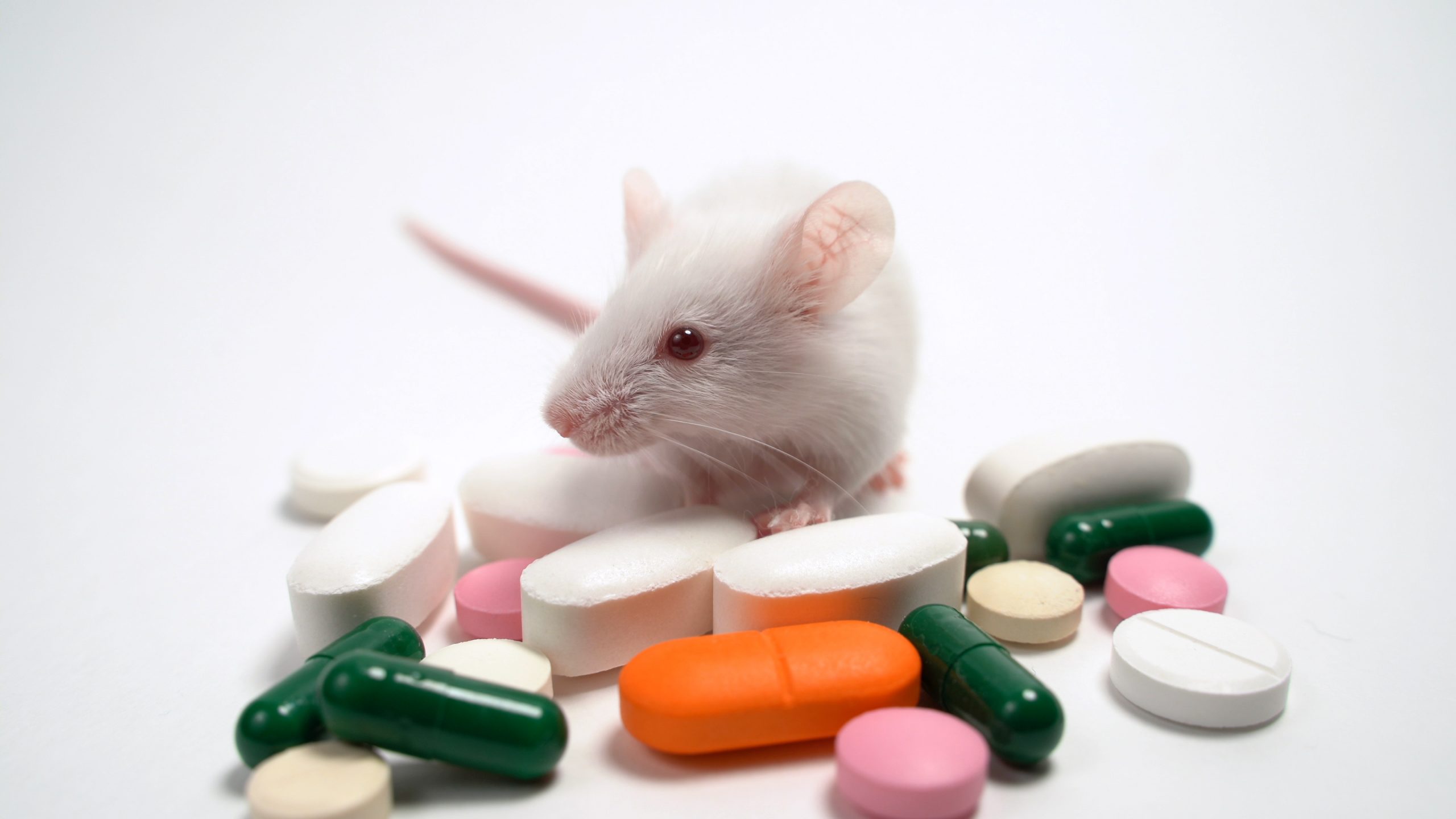 Вакцина мыши. Лабораторные мыши. Мыши в лаборатории. Витамины и животные. Белые лабораторные мыши.